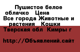 Пушистое белое облачко › Цена ­ 25 000 - Все города Животные и растения » Кошки   . Тверская обл.,Кимры г.
